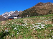 Ai Piani dell’Avaro ben fioriti di crocus – 2 maggio 2025 - FOTOGALLERY